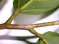 Quar-cost-twig-7694-152.jpg