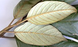 Rhamnus-Poas-lf-09-152.jpg