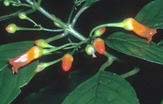 Besl-trif-fl-6416-152.jpg