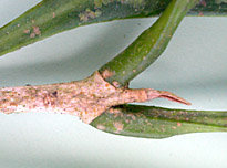 Chio-pana-pet-6600-152.jpg