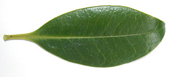Gaia-punc-lf-8575-152.jpg