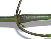 Just-aure-node-8002-152.jpg