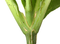 Macr-vale-pet-005-152.jpg