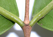 Mour-exil-node-7963-152.jpg