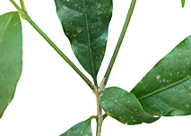 Neea-psyc-twig-9448-152.jpg