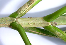Rauv-aphl-pet-0229-152.jpg