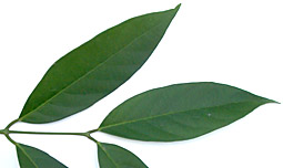 Sala-megi-sap-lf-6568-152.jpg