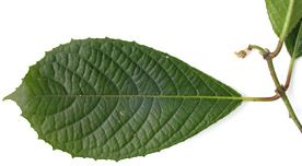 Sipa-gran-lf-7975-152.jpg