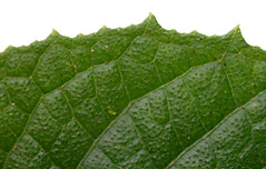 Sipa-gran-marg-7978-152.jpg