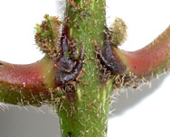 Sipa-gran-node-7973-152.jpg