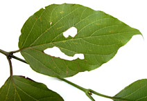 Vibu-venu-lf-9489-152.jpg