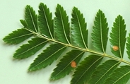 Dilo-cost-lf-20-2.jpg