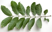 Guar-rhop-lf-63-2.jpg