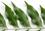 Mata-oppo-lflt-35-2.jpg