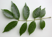 Picr-exce-lfd-85-2.jpg
