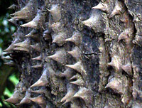 Bomb-quin-bark-892-200.jpg