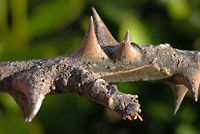 Eryt-lanc-twig-5287-200.jpg
