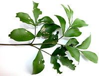 Amyr-bals-lf-9325-152.jpg