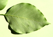 Lonc-habe-lflt-05-2.jpg