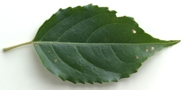 Turp-occi-lflt-65-2.jpg