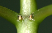 Turp-occi-stipel-09-2.jpg
