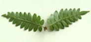 Wein-pinn-lf-01-2.jpg