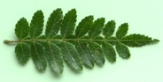 Wein-pinn-lf-41-2.jpg