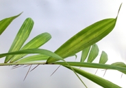 Bact-dian-lflt-82-s.jpg