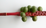 Caly-brac-inflo-45-s.jpg