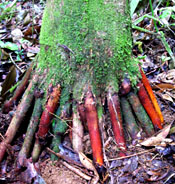 Eute-prec-root-1155-184.jpg