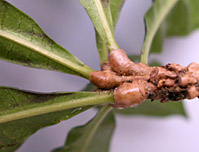 Amph-gent-pet-808-152.jpg