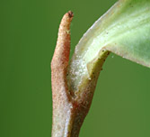 Ardi-cost-twig-010-152.jpg