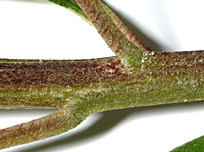 Bacc-pedu-twig-16-152.jpg
