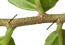 Case-taca-twig-062-152.jpg