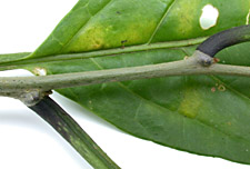 Cest-long-twig-6444-152.jpg