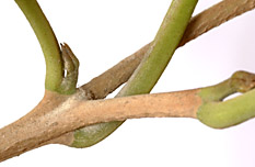 Cord-erio-twig-013-152.jpg