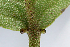 Crot-pach-nect-29-152.jpg