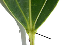 Hass-flor-nec-8229-152.jpg