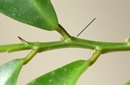 Heis-acum-twig-88-s.jpg