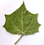 Poda-emin-lf-4643-152.jpg