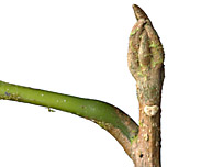 Pout-foss-twig-019-152.jpg