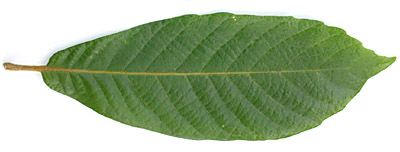 Quer-insi-lf-6264-152.jpg