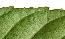 Saur-mont-marg-017-152.jpg