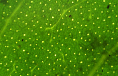 Stau-perf-dots-017-152.jpg