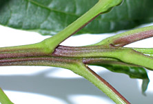 Verb-oers-twig-7899-152.jpg