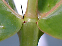 Alza-vert-stip-7268-152.jpg