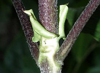 Guet_poas-stip-144-o2-200.jpg