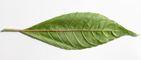 Hoff-psyc-lf-5885-200.jpg