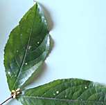 Rinorea-hfl-13108-14-152.jpg