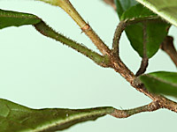 Sloa-bren-pet-64-200.jpg